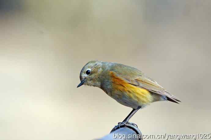 雌性红胁蓝尾鸲（68）