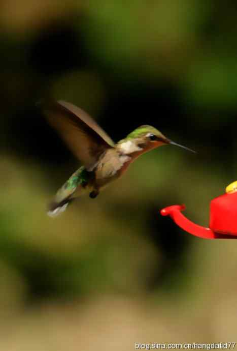 红玉喉北蜂鸟（3）