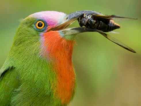 绝色攀禽:佛法僧目之蜂虎 绝色攀禽:佛法僧目之蜂虎