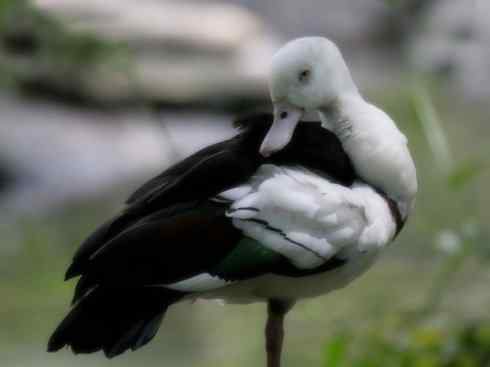 欣赏：美丽的麻鸭