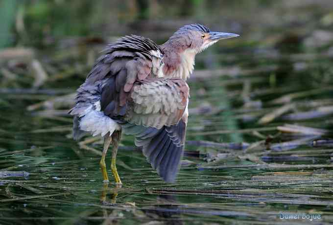 植物园：紫背.白眉和绿啄　
