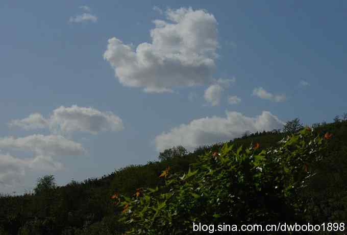 朱雀和北宫的鸟