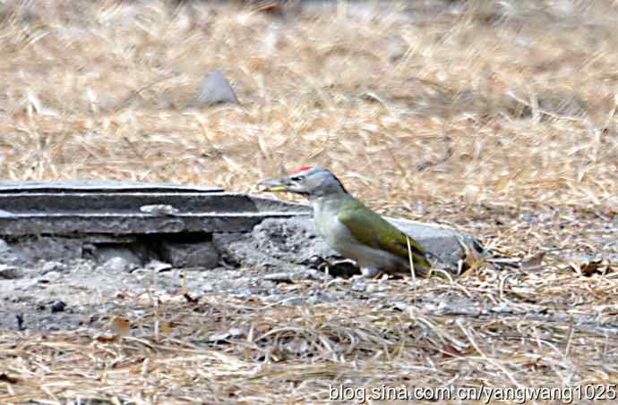 随走随拍【灰头绿啄木鸟（雄性）】