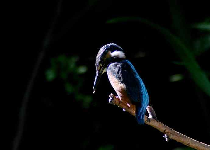 光影中的小小翠