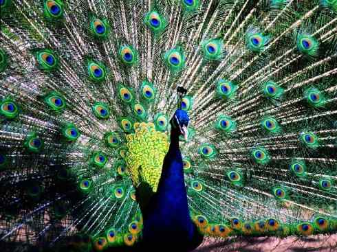 猎奇：长尾鸟雀之三（雉科孔雀、鹇属）