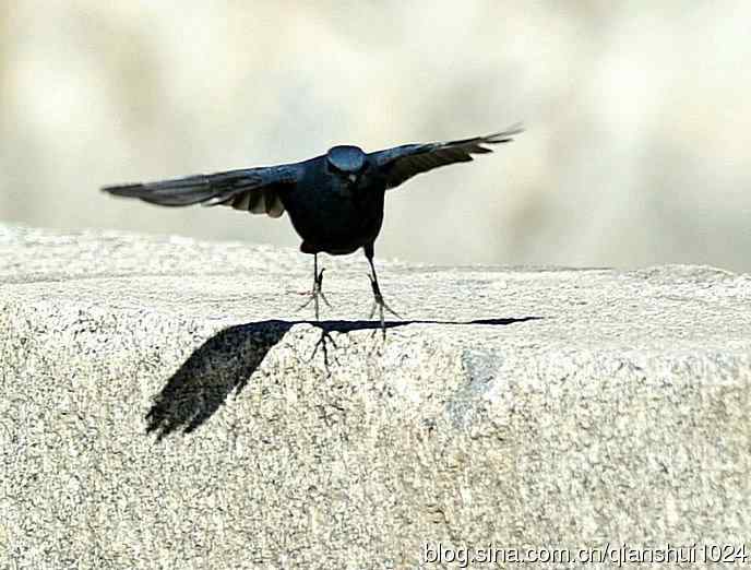 搓堆儿发,十渡的鸟