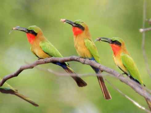 绝色攀禽：佛法僧目之蜂虎4