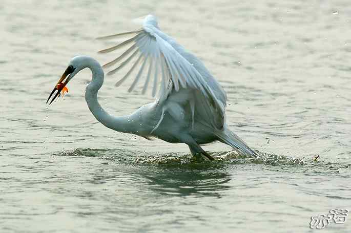 白鹭捕红鱼 白鹭捕红鱼