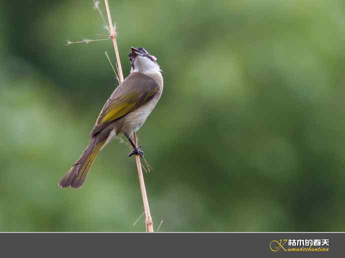 夏天的鈥湴淄佛氢