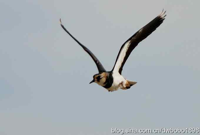 飞翔的凤头麦鸡