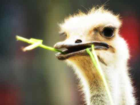 家禽驯化之源之十二 家禽驯化之源之十二