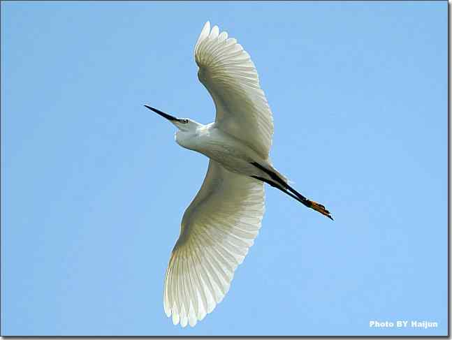 蓝天作秀的鹭鸶