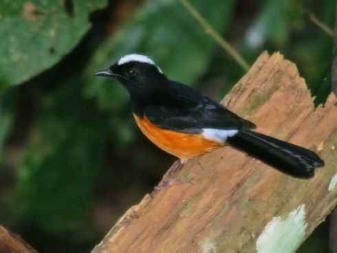 雀鸟也彪悍：谁怕谁（鹊鸲）