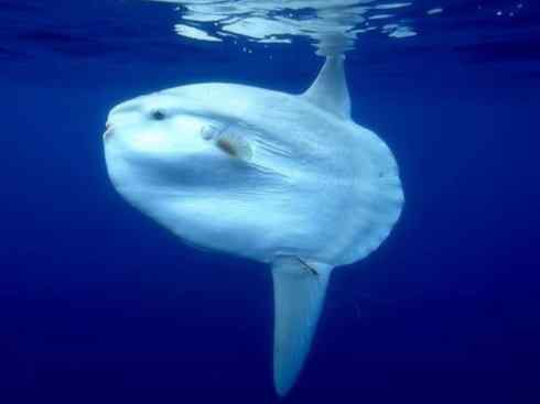 自然奇观：动物大迁徙(鳗鱼)