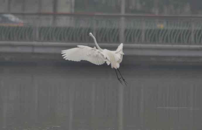 奥林匹克公园白鹭飞 wbr2