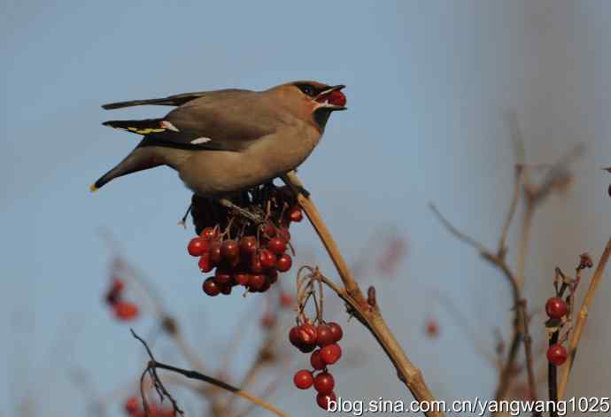 太平鸟（抓拍）3