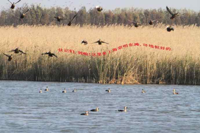 崇明东滩湿地公园观鸟记