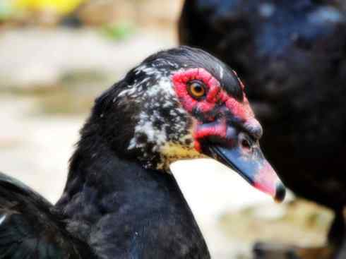 雁鸭之最之二 雁鸭之最之二