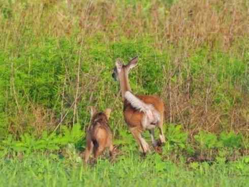 麒麟：传说的兽原型探秘（白尾鹿）