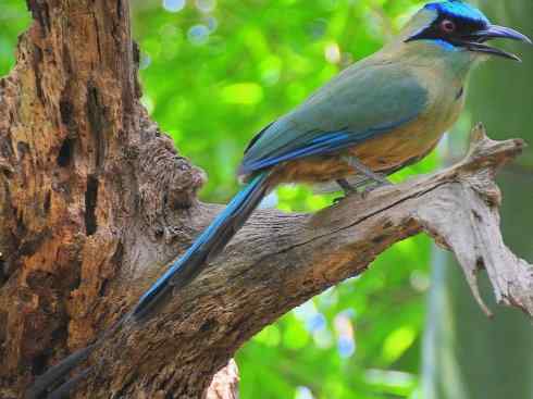 绝色攀禽：佛法僧目之翠鴗