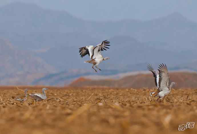 密云水库&nbsp;wbr路&nbsp;wbr大鸨