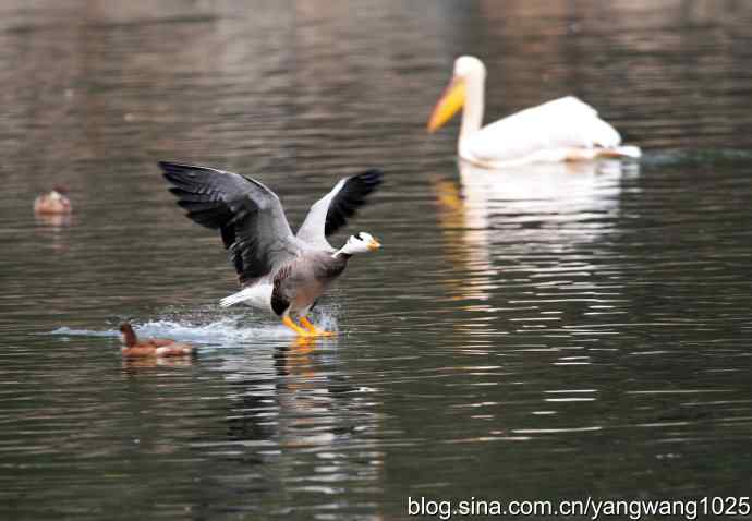 斑头雁（抓拍）4