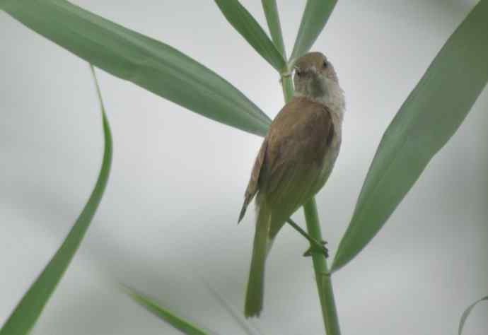 很难捕捉的苇莺 wbr1