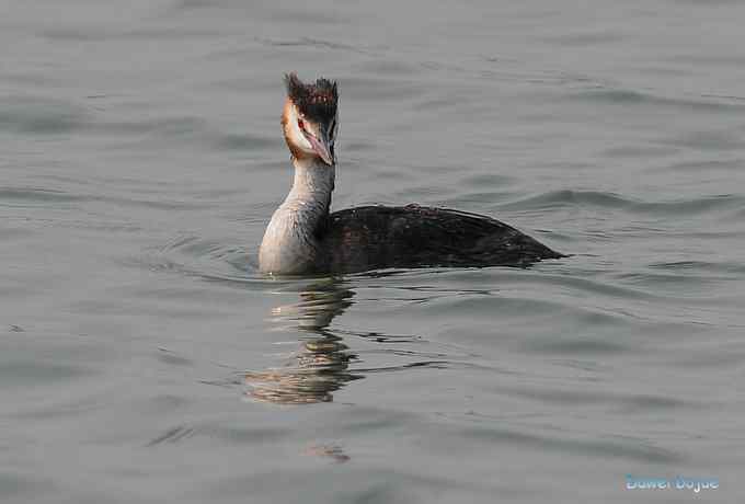 颐和园的凤头