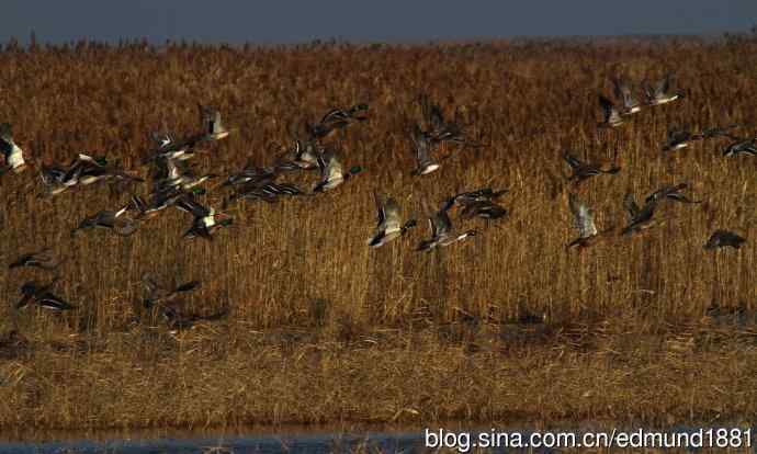 群鸭飞舞贺新岁 群鸭飞舞贺新岁