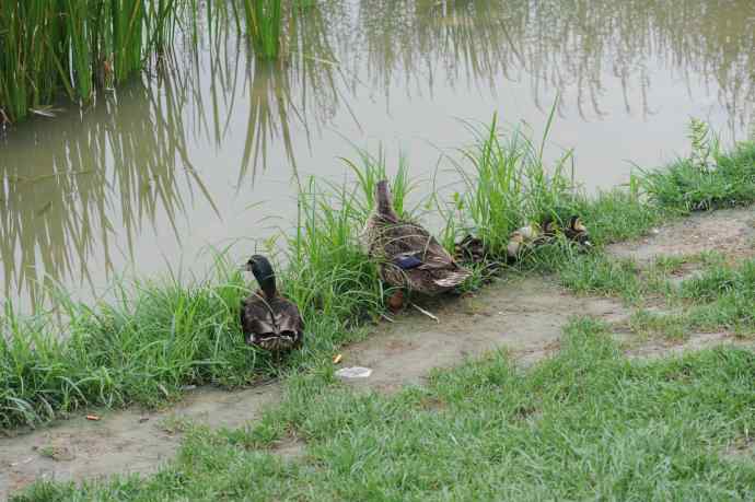 北京动物园的鸟类——午休