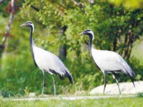 自然奇观：动物大迁徙(鹤类)