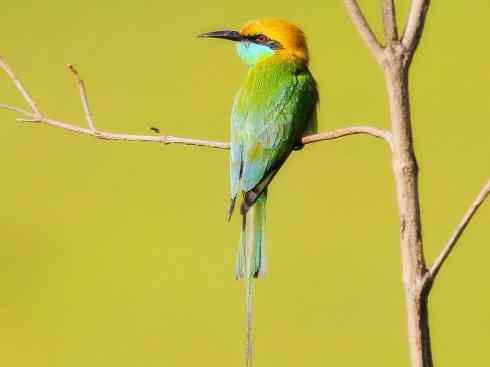 绝色攀禽：佛法僧目之蜂虎3