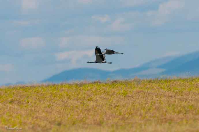 鹤舞秋风劲 蓝天浮云长