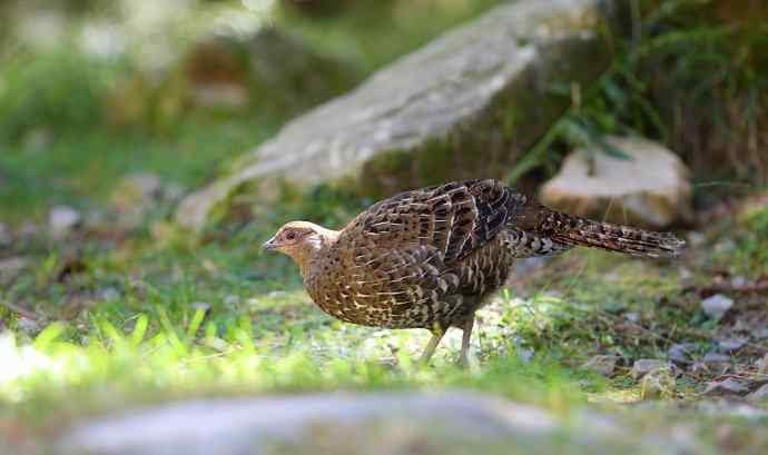 台湾特有鸟类——黑长尾雉（帝雉）