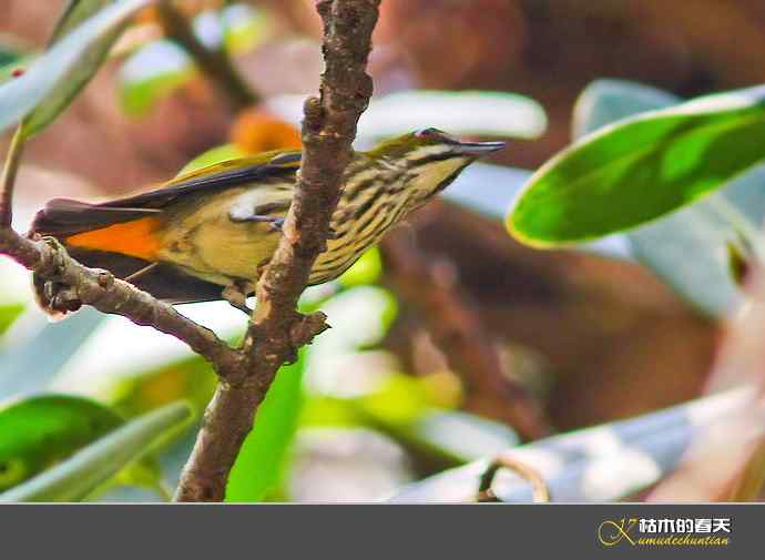 云南拍鸟打个总结：记录鸟片十四种
