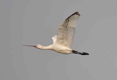 蔡志远鄱阳湖拍鸟不容易