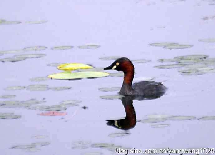 早餐 wbr鈥斺斝t捕鱼纪实