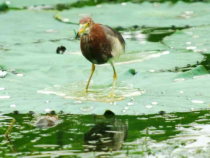 圆明园&nbsp;wbr路&nbsp;wbr荷塘深处觅食的池鹭