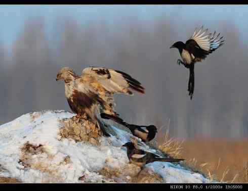 [组图]毛脚鵟与喜鹊