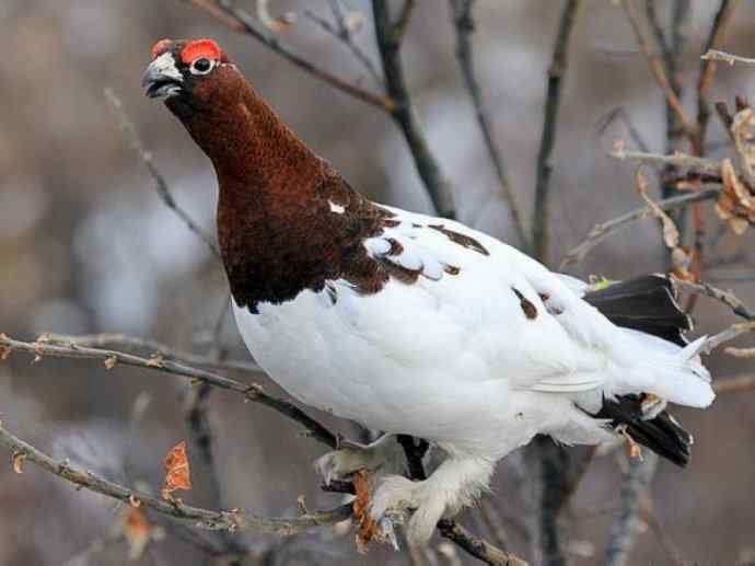 犬科：狐亚科之北极狐（雪鸮、雷鸟）