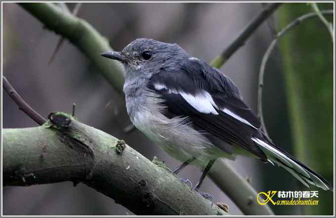 阴天拍的是鈥溞那殁潯菊掌
