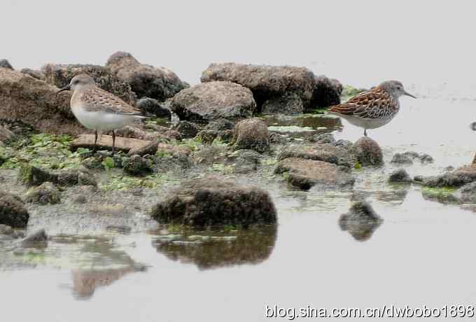 沙河水鸟乐拍 沙河水鸟乐拍