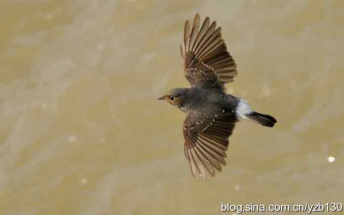 全方位观察红尾水鸲（组图）