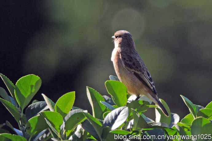 黑喉石鵖鸟（2）