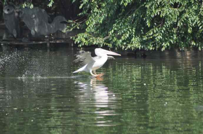 再次看到鹈鹕飞