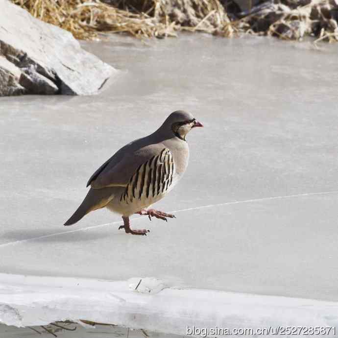 石鸡喝水的故事