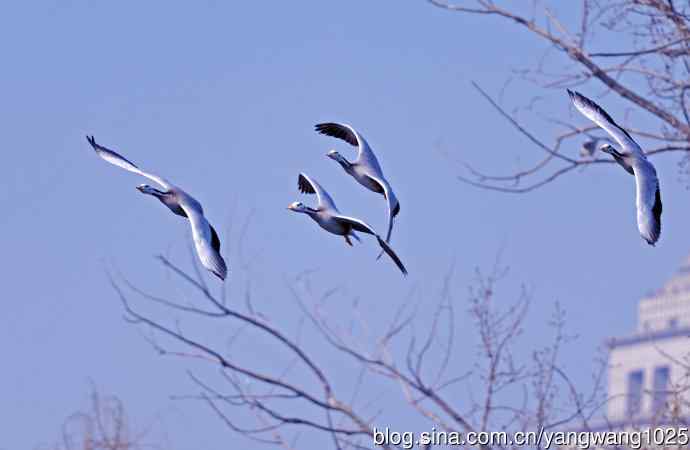 斑头雁(抓拍)15 斑头雁(抓拍)15