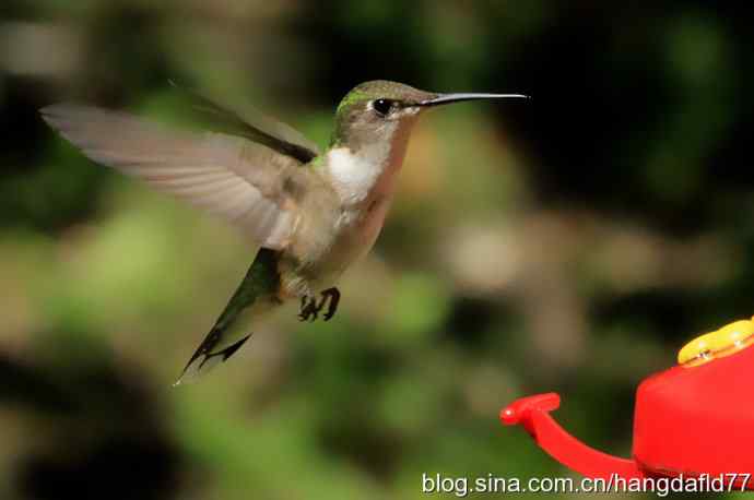 红玉喉北蜂鸟（4）
