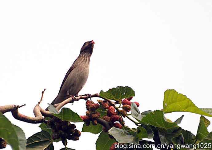 北京天坛公园的鸟类——朱雀（记录版）
