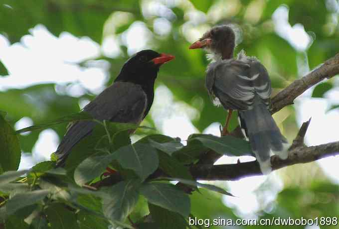 红嘴蓝鹊和它的宝宝